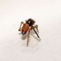 Maratus pavonis at Jerrabomberra, NSW - suppressed