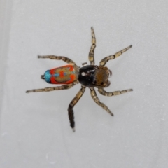 Maratus pavonis at Jerrabomberra, NSW - suppressed