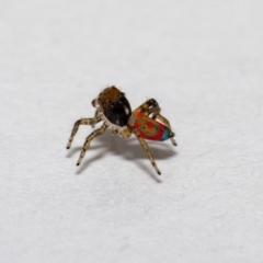 Maratus pavonis at Jerrabomberra, NSW - suppressed