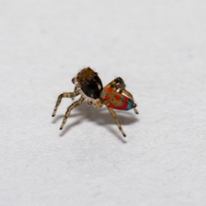 Maratus pavonis at Jerrabomberra, NSW - 2 Dec 2021