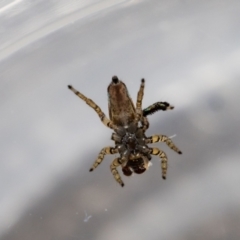 Maratus pavonis at Jerrabomberra, NSW - suppressed