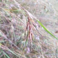 Themeda triandra (Kangaroo Grass) at Little Taylor Grasslands - 7 Jan 2022 by MatthewFrawley