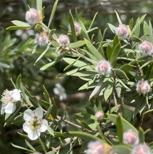 Leptospermum grandifolium at Rendezvous Creek, ACT - 5 Jan 2022 02:21 PM