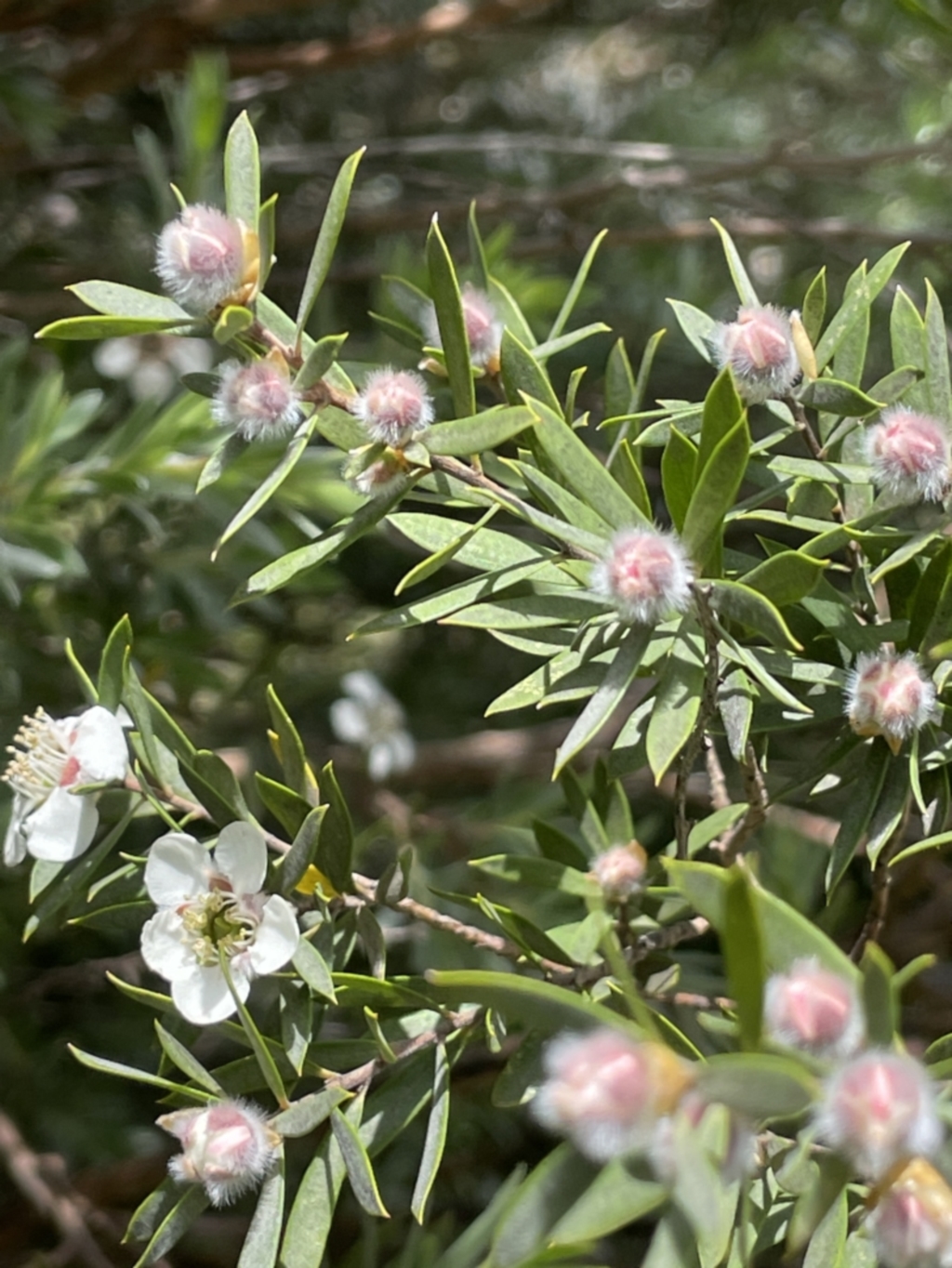 Leptospermum grandifolium at Rendezvous Creek, ACT - 5 Jan 2022