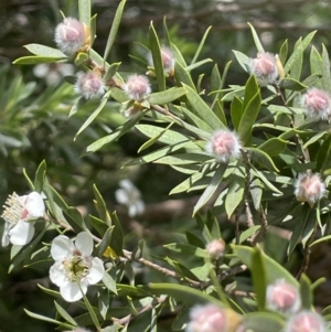 Leptospermum grandifolium at Rendezvous Creek, ACT - 5 Jan 2022
