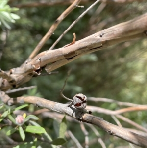 Leptospermum grandifolium at Rendezvous Creek, ACT - 5 Jan 2022 02:21 PM