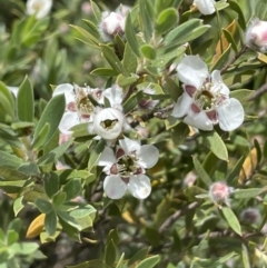 Leptospermum grandifolium at Rendezvous Creek, ACT - 5 Jan 2022 02:21 PM