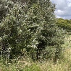 Leptospermum grandifolium at Rendezvous Creek, ACT - 5 Jan 2022 02:21 PM