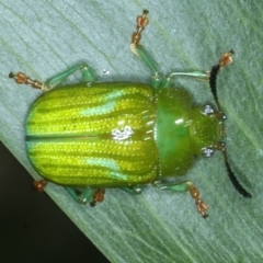 Calomela pallida (Leaf beetle) at Mount Ainslie - 6 Jan 2022 by jb2602