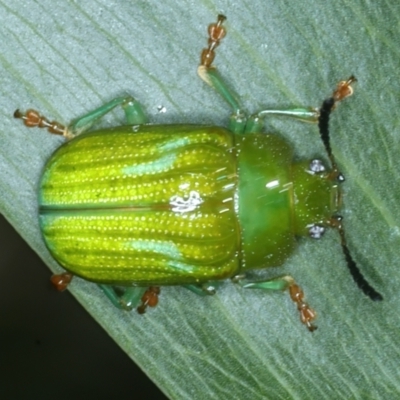 Calomela pallida (Leaf beetle) at Mount Ainslie - 6 Jan 2022 by jb2602