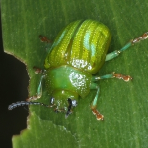 Calomela pallida at Hackett, ACT - 6 Jan 2022 01:19 PM