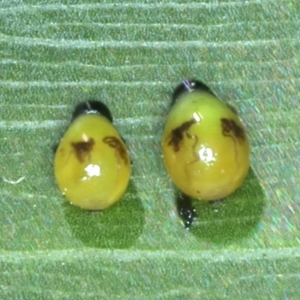 Calomela pallida at Hackett, ACT - 6 Jan 2022 01:19 PM