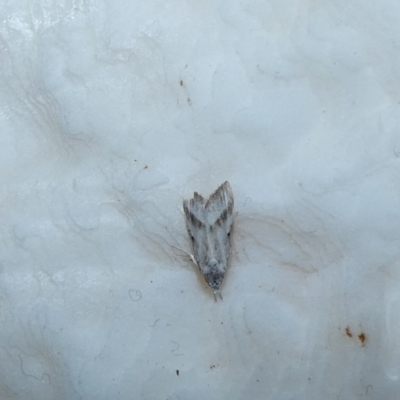 Nola paromoea (Divided Tuft-moth) at McKellar, ACT - 7 Jan 2022 by Amata