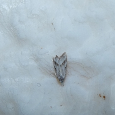 Nola paromoea (Divided Tuft-moth) at McKellar, ACT - 7 Jan 2022 by Birdy