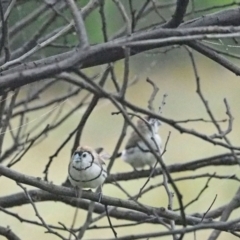 Stizoptera bichenovii (Double-barred Finch) at Coree, ACT - 8 Jan 2022 by wombey