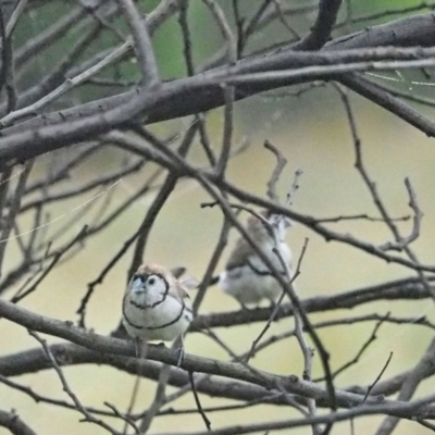 Stizoptera bichenovii (Double-barred Finch) at Woodstock Nature Reserve - 7 Jan 2022 by wombey