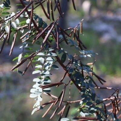 Indigofera australis subsp. australis (Australian Indigo) at Ben Boyd National Park - 30 Dec 2021 by KylieWaldon
