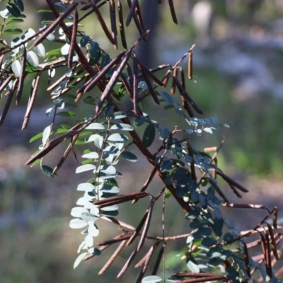 Indigofera australis subsp. australis (Australian Indigo) at Pambula Beach, NSW - 31 Dec 2021 by KylieWaldon