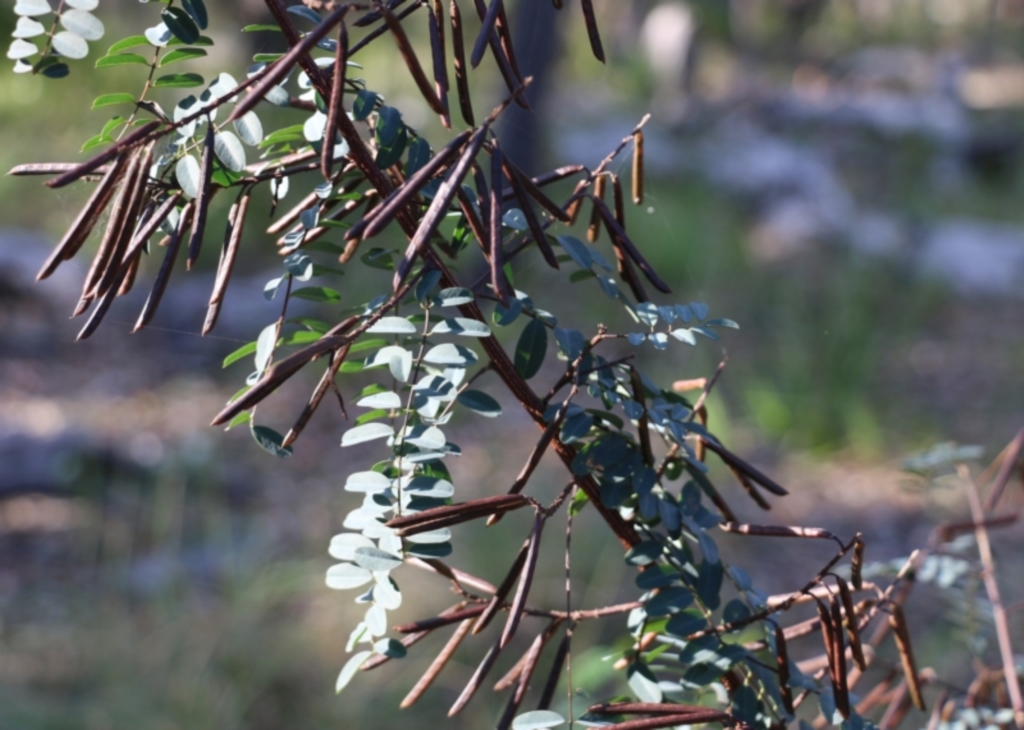 Indigofera australis subsp. australis at Pambula Beach, NSW - 31 Dec 2021