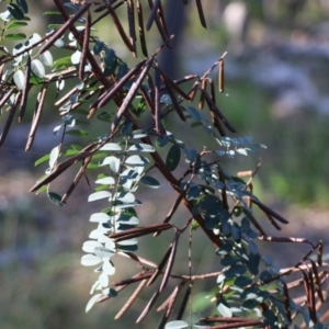 Indigofera australis subsp. australis at Pambula Beach, NSW - 31 Dec 2021