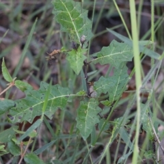 Solanum pungetium at Pambula Beach, NSW - 31 Dec 2021 06:41 AM