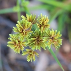 Cyperus eragrostis (Umbrella Sedge) at Pambula Beach, NSW - 31 Dec 2021 by KylieWaldon