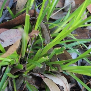 Cyperus eragrostis at Pambula Beach, NSW - 31 Dec 2021