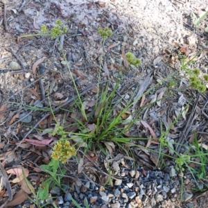 Cyperus eragrostis at Pambula Beach, NSW - 31 Dec 2021