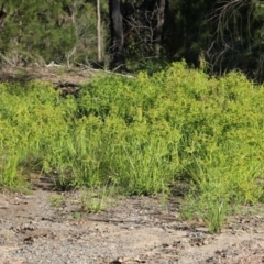 Cyperus eragrostis at Pambula Beach, NSW - 31 Dec 2021