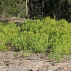 Cyperus eragrostis at Pambula Beach, NSW - 31 Dec 2021 07:04 AM