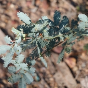 Acacia baileyana at Pambula Beach, NSW - 31 Dec 2021 07:05 AM