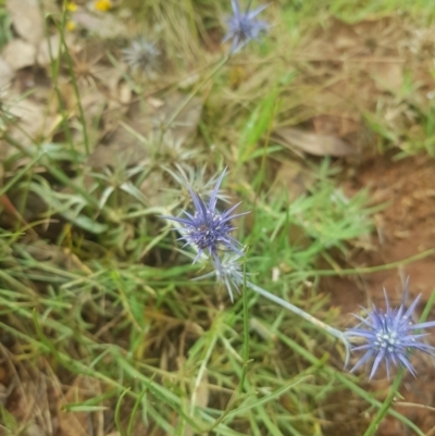 Eryngium ovinum (Blue Devil) at Mount Ainslie - 8 Jan 2022 by danswell