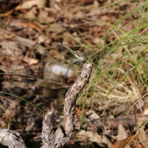 Orthetrum caledonicum at Pambula Beach, NSW - 31 Dec 2021