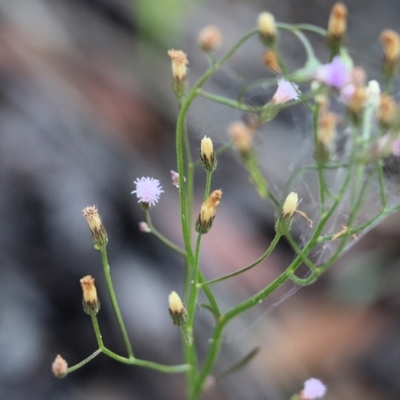 Cyanthillium cinereum (Purple Fleabane) at Ben Boyd National Park - 31 Dec 2021 by KylieWaldon