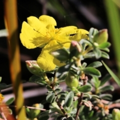 Hibbertia obtusifolia (Grey Guinea-flower) at Pambula Beach, NSW - 31 Dec 2021 by KylieWaldon