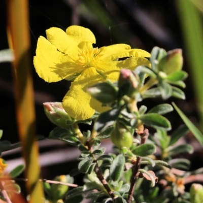 Hibbertia obtusifolia (Grey Guinea-flower) at Pambula Beach, NSW - 30 Dec 2021 by KylieWaldon