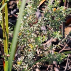 Hibbertia obtusifolia at Pambula Beach, NSW - 31 Dec 2021