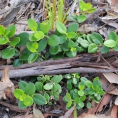 Alyxia buxifolia (Sea Box) at Pambula Beach, NSW - 31 Dec 2021 by KylieWaldon