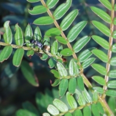 Polyrhachis sp. (genus) at Pambula Beach, NSW - 30 Dec 2021 by KylieWaldon