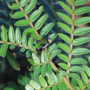 Polyrhachis ammon at Pambula Beach, NSW - 31 Dec 2021 07:01 AM