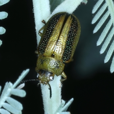 Calomela vittata (Acacia leaf beetle) at Mount Ainslie - 6 Jan 2022 by jb2602