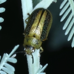 Calomela vittata (Acacia leaf beetle) at Hackett, ACT - 6 Jan 2022 by jb2602