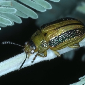 Calomela vittata at Hackett, ACT - 6 Jan 2022 01:11 PM