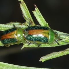 Calomela parilis (Leaf beetle) at Hackett, ACT - 6 Jan 2022 by jb2602