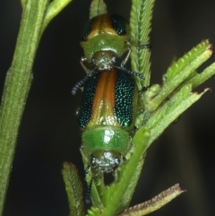 Calomela parilis at Hackett, ACT - 6 Jan 2022