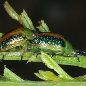 Calomela parilis at Hackett, ACT - 6 Jan 2022