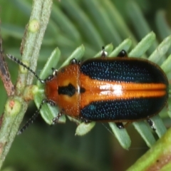 Calomela curtisi (Acacia leaf beetle) at Mount Ainslie - 5 Jan 2022 by jb2602