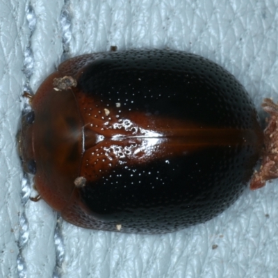 Dicranosterna immaculata (Acacia leaf beetle) at Mount Ainslie - 5 Jan 2022 by jb2602