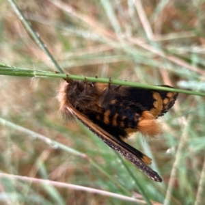 Epicoma contristis at Flynn, ACT - 8 Jan 2022