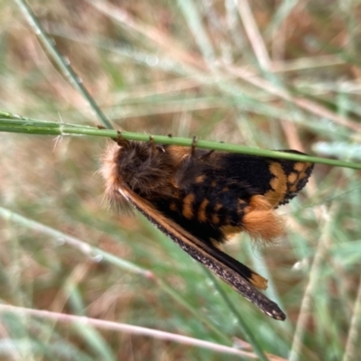 Epicoma contristis (Yellow-spotted Epicoma Moth) at Flynn, ACT - 8 Jan 2022 by Rosie